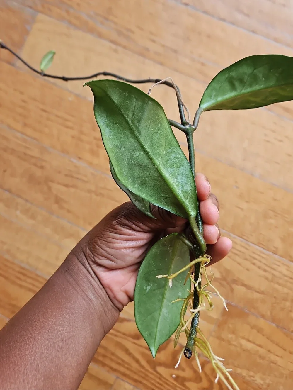 Hoya DALTON HENRY Variegata Plant  Cutting Well Rooted, Texture Leave, Ready
